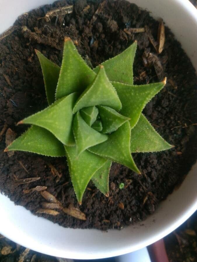 Haworthia 5