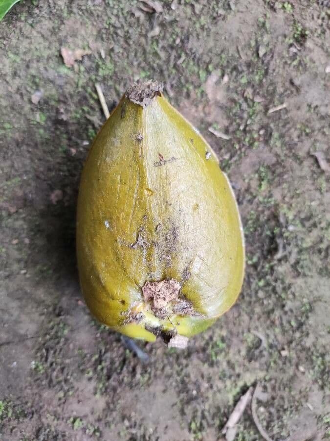 Tabernaemontana