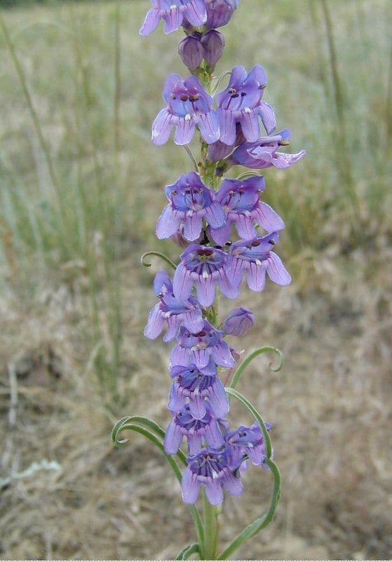 Penstemon secundiflorus 6