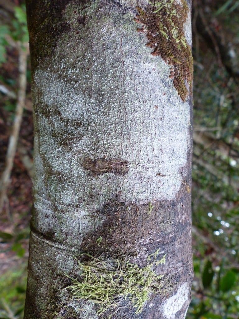 Guioa 10