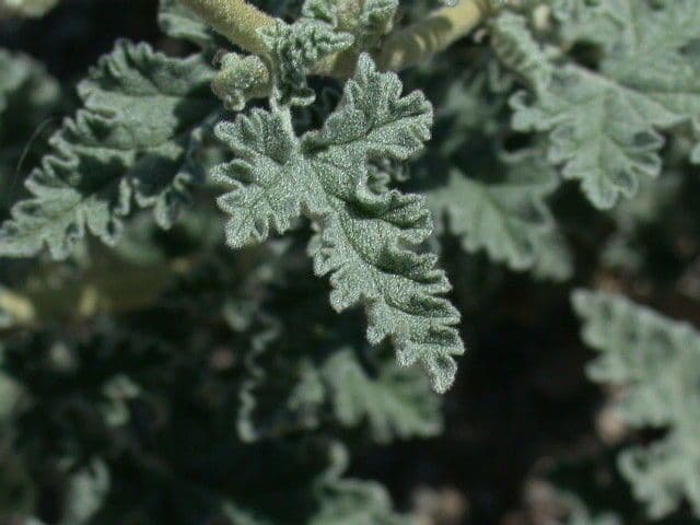 Sphaeralcea di Emory 10