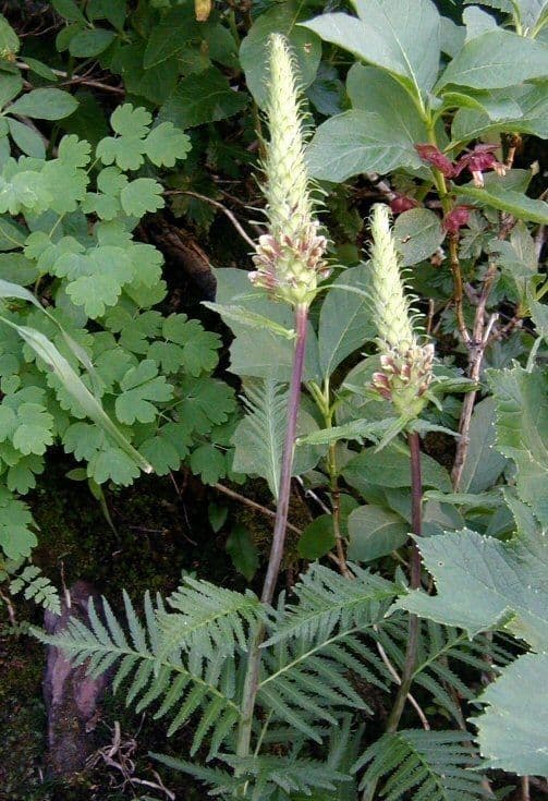 Pedicularis bracteosa 10