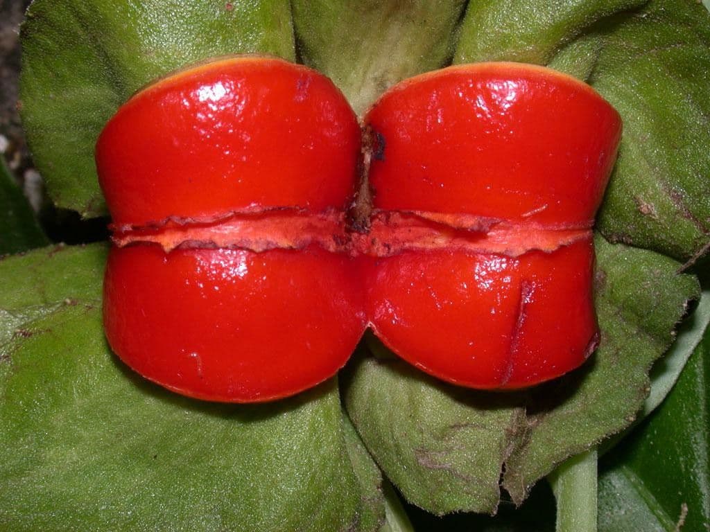 Drymonia seghettata 2