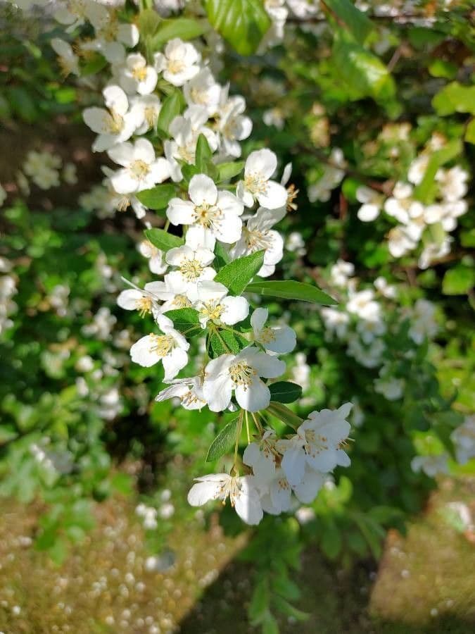 Sargent-Apfel 6