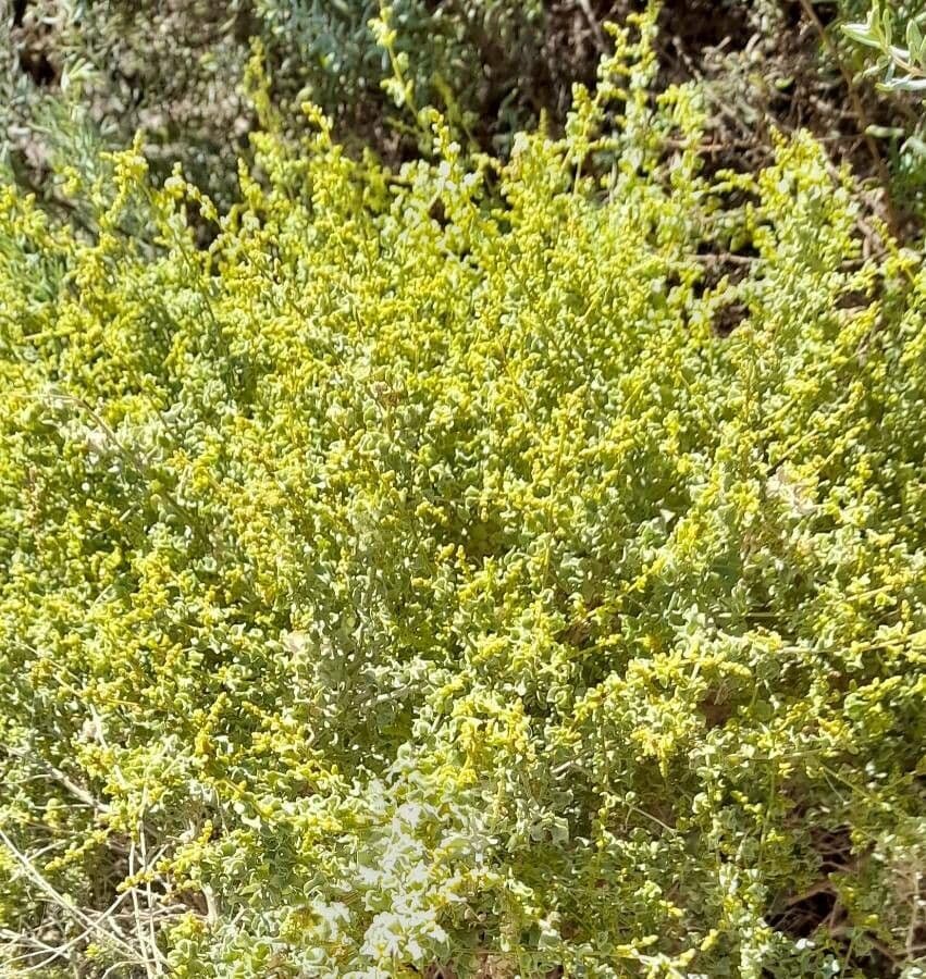 Atriplice ondulata 3