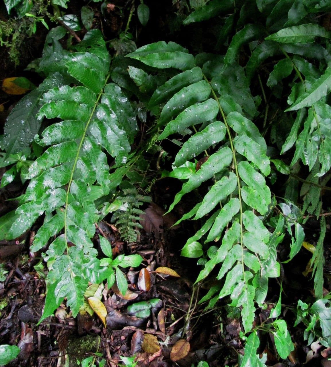 Blechnum 3
