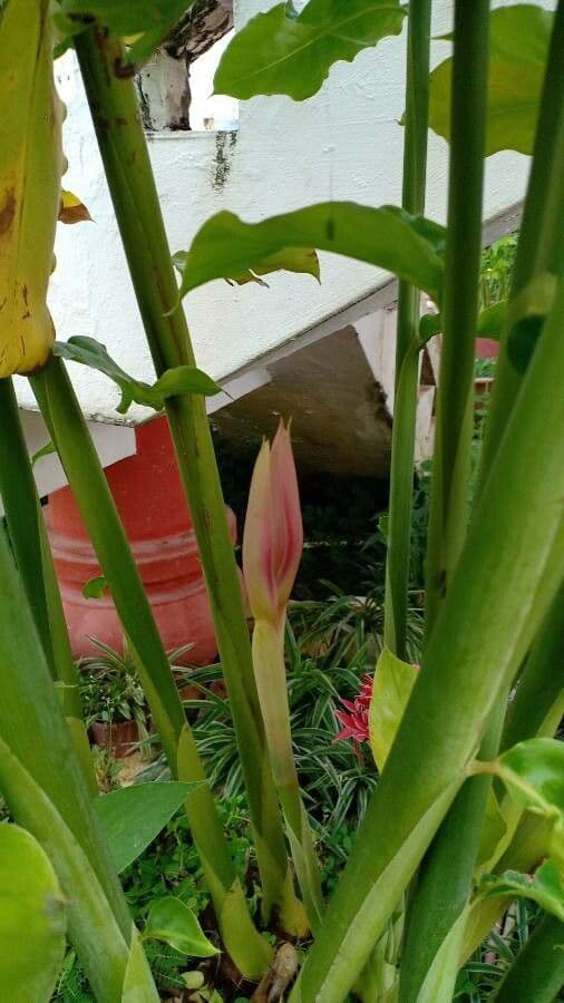 Fleur de cire philippine 27