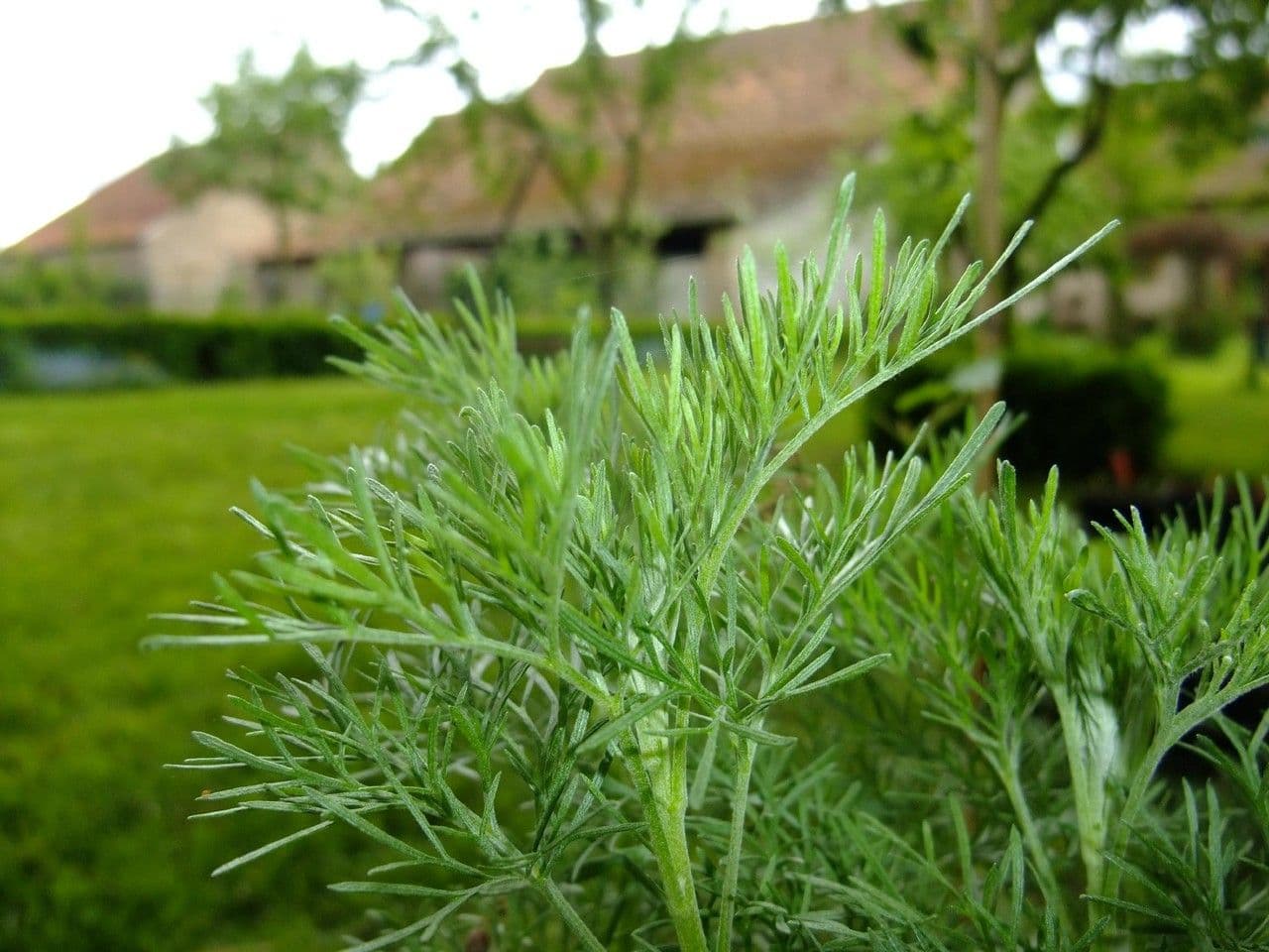 Bylica 11
