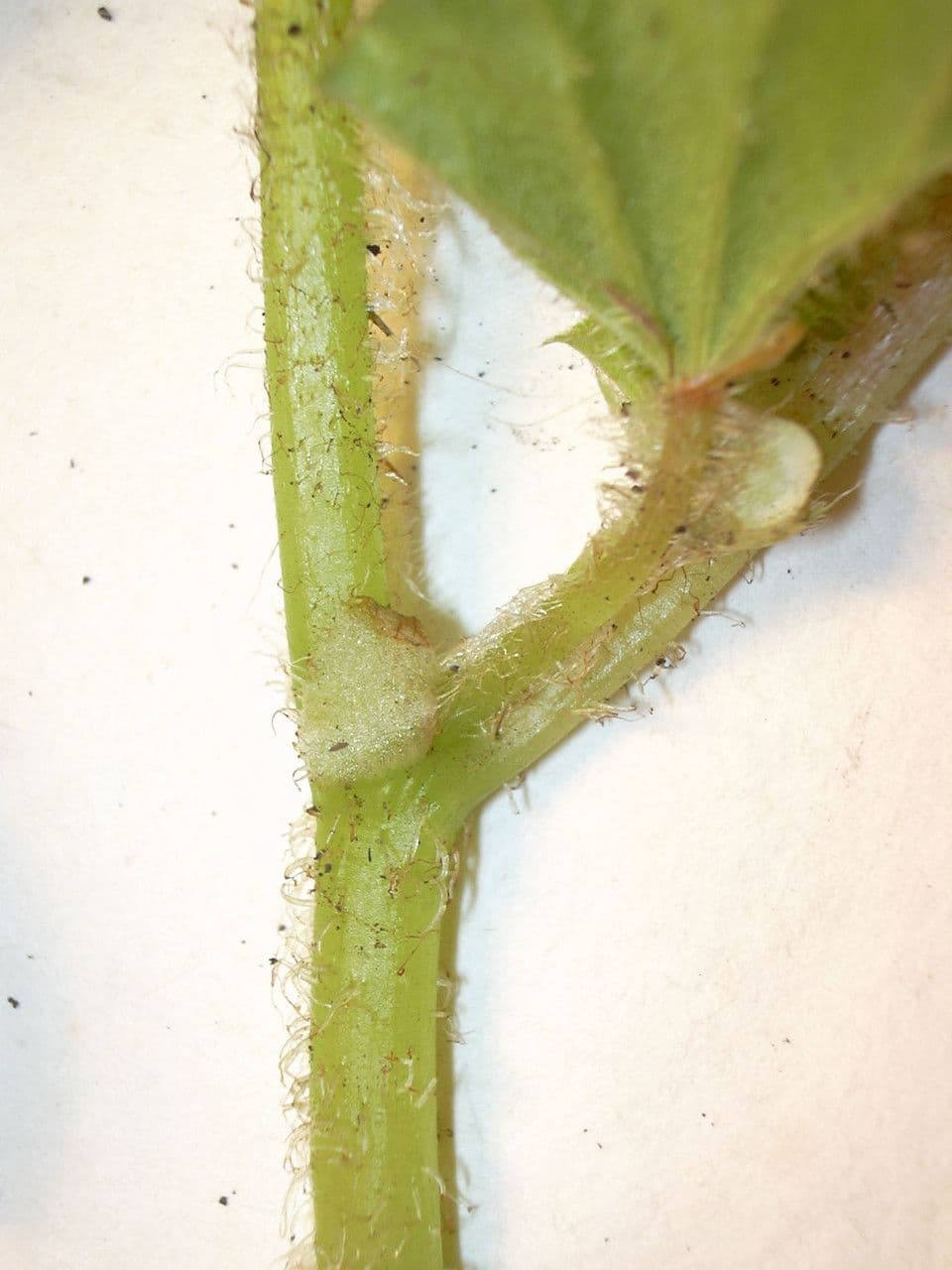 Begonia 24
