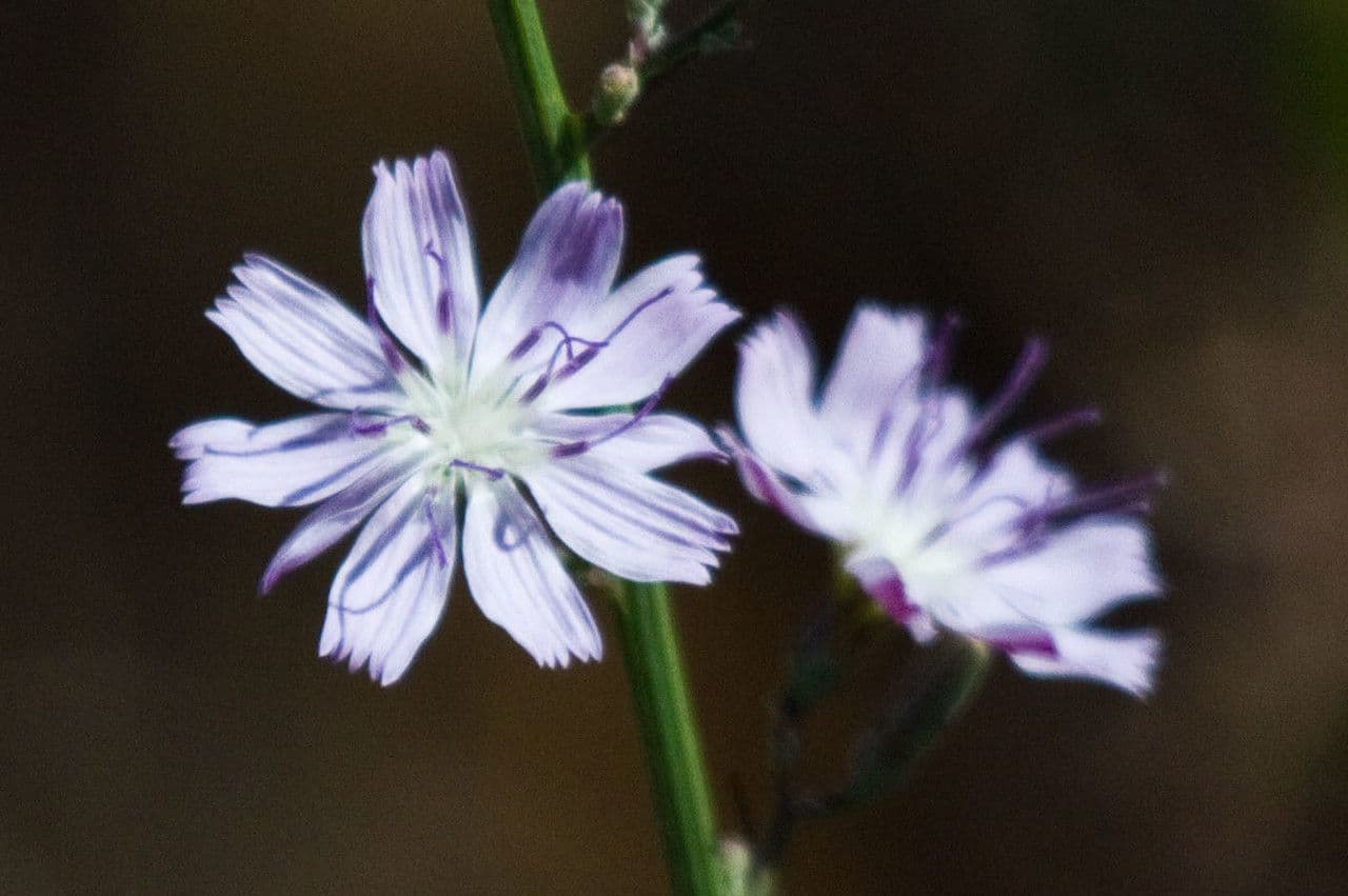 Stephanomeria diegensis 4