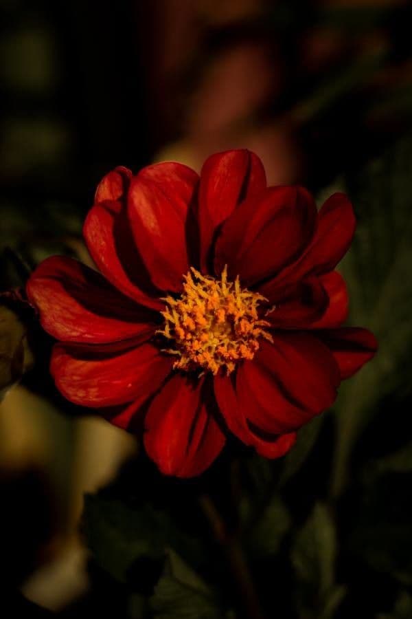 Dalia rossa 2
