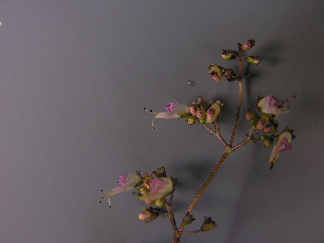 Isodon 5