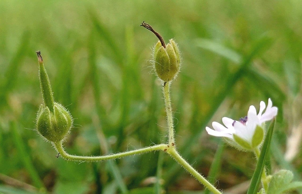 Géranium fluet 5