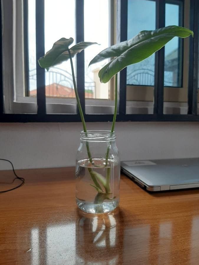 Filodendron Burle-Marxa 5