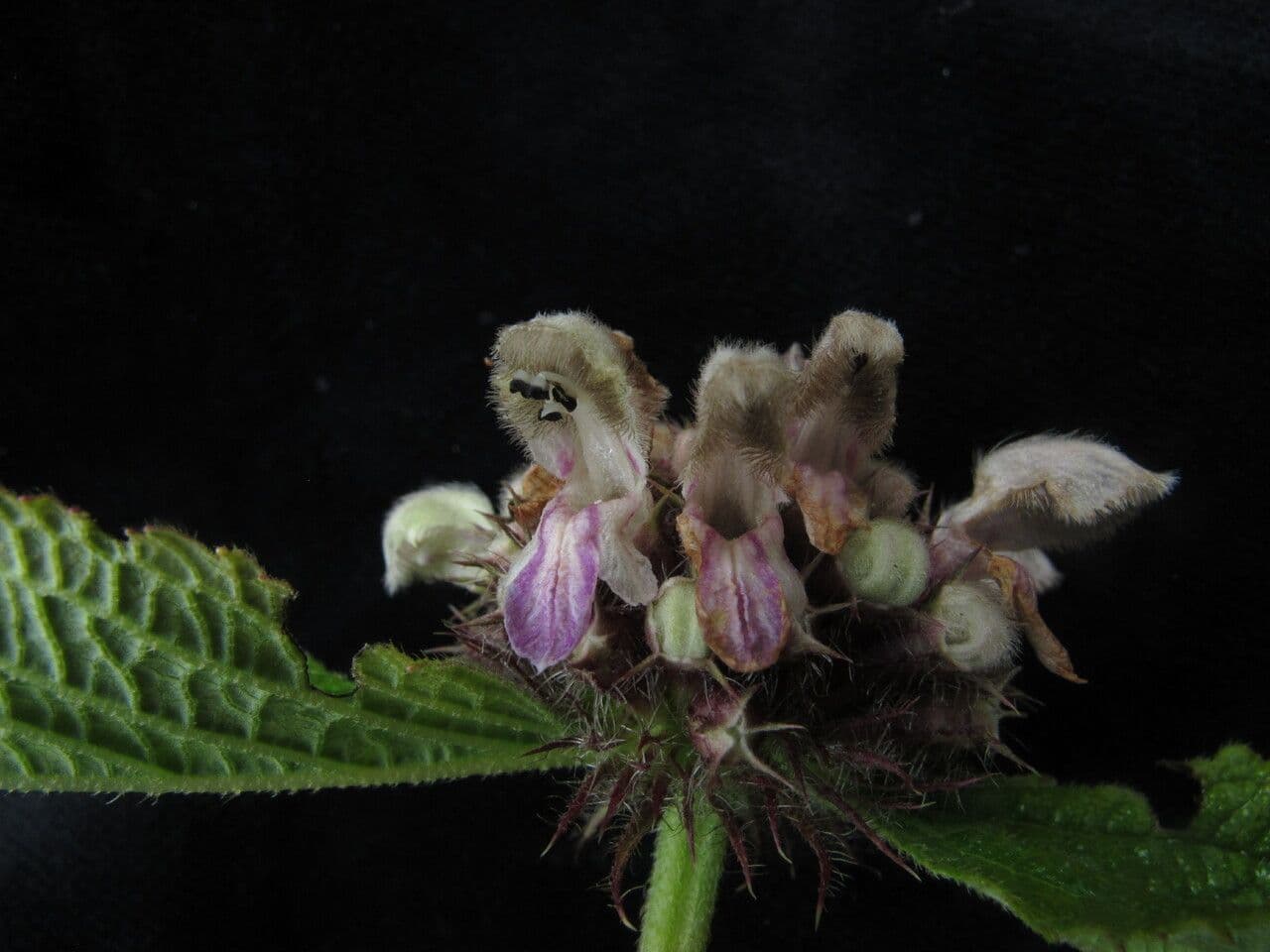 Phlomoides 5
