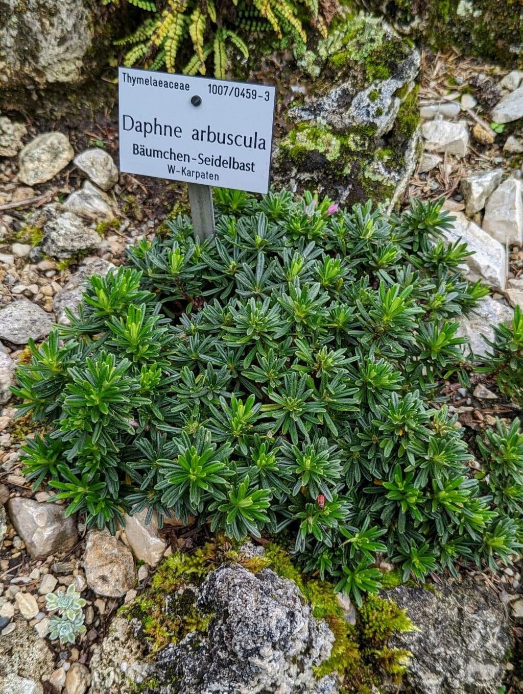 Difenbaachie 8