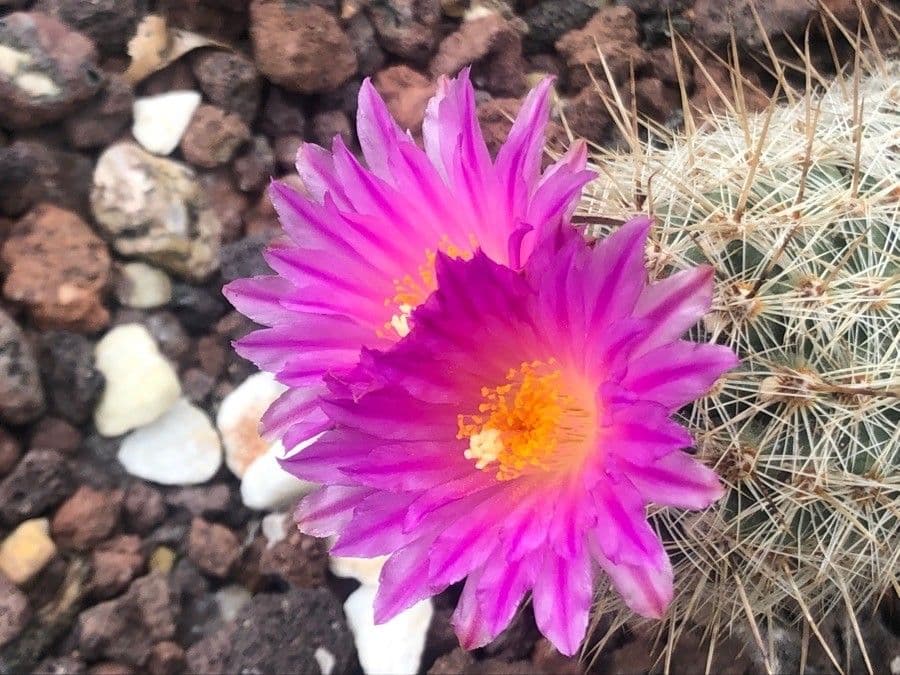 Thelocactus