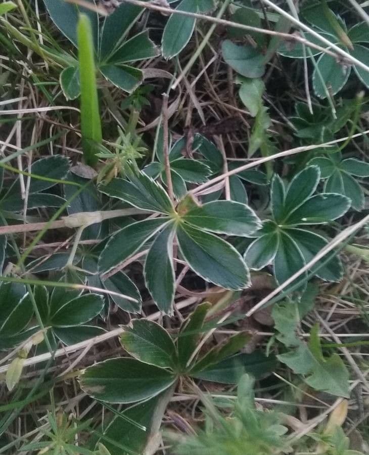 Erba stella 14