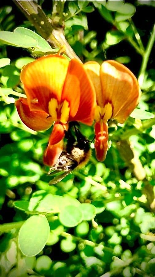 Vescicaria orientale 7