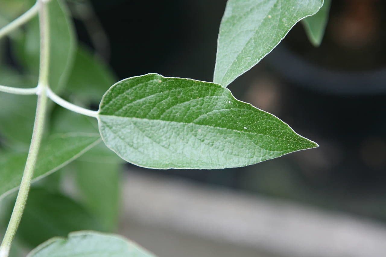 Salvia 12
