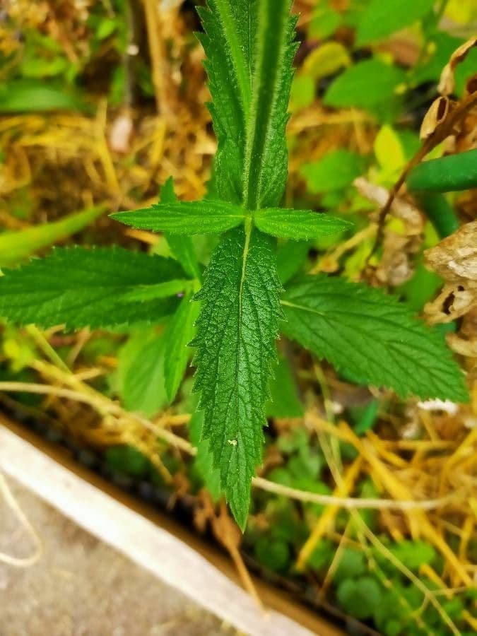 Verbena 19