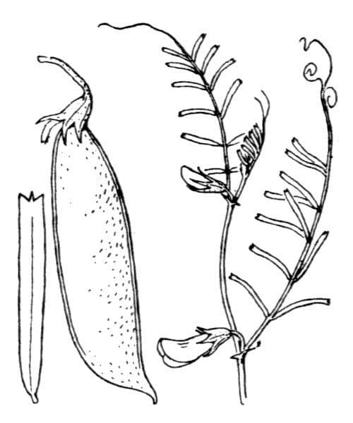 Vesce pèlerine 27