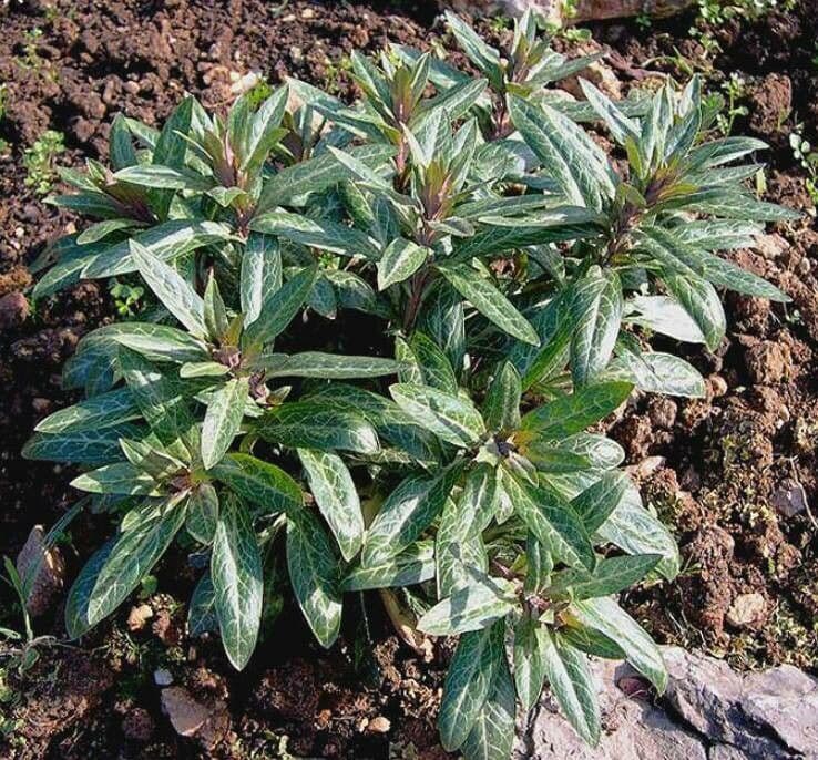 Lisimachia 4