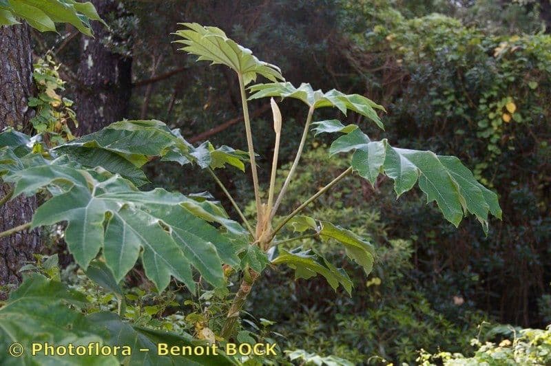 Tetrapanax papyrový 29