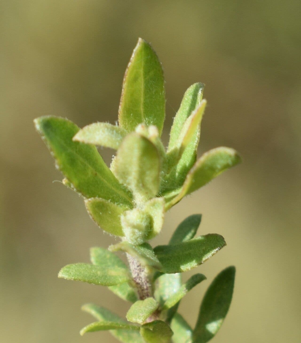 Baccharis dracunculifolia 18