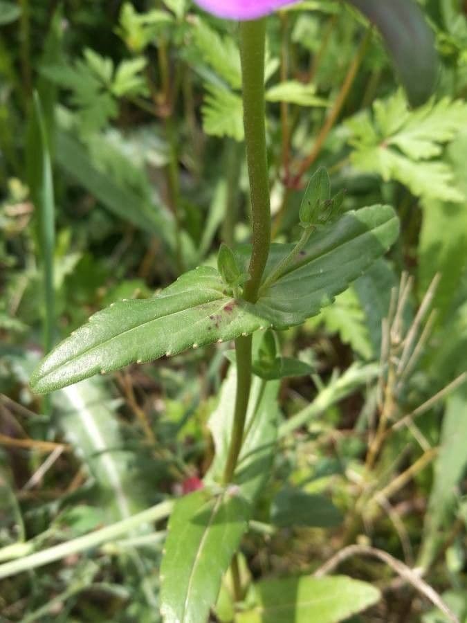 Collinsia bianca 10