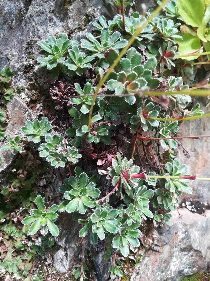 Saxifrage paniculée 12
