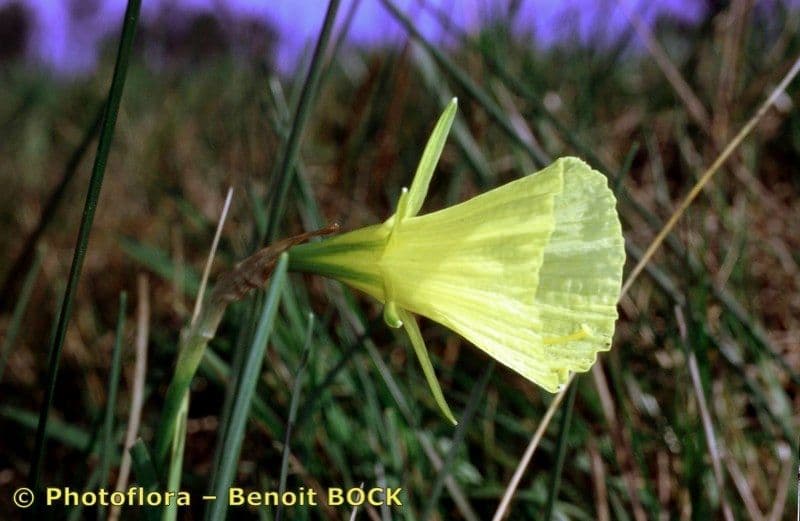 Narcisse 14