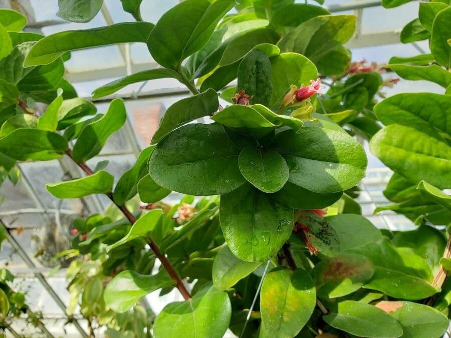 Macleania 7