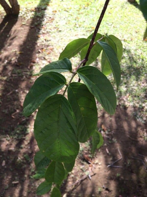 Tecomanthe 6