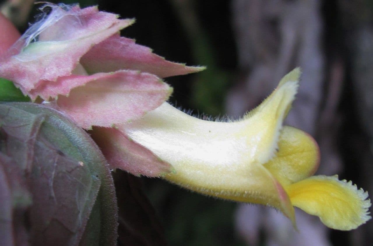 Drymonia 3