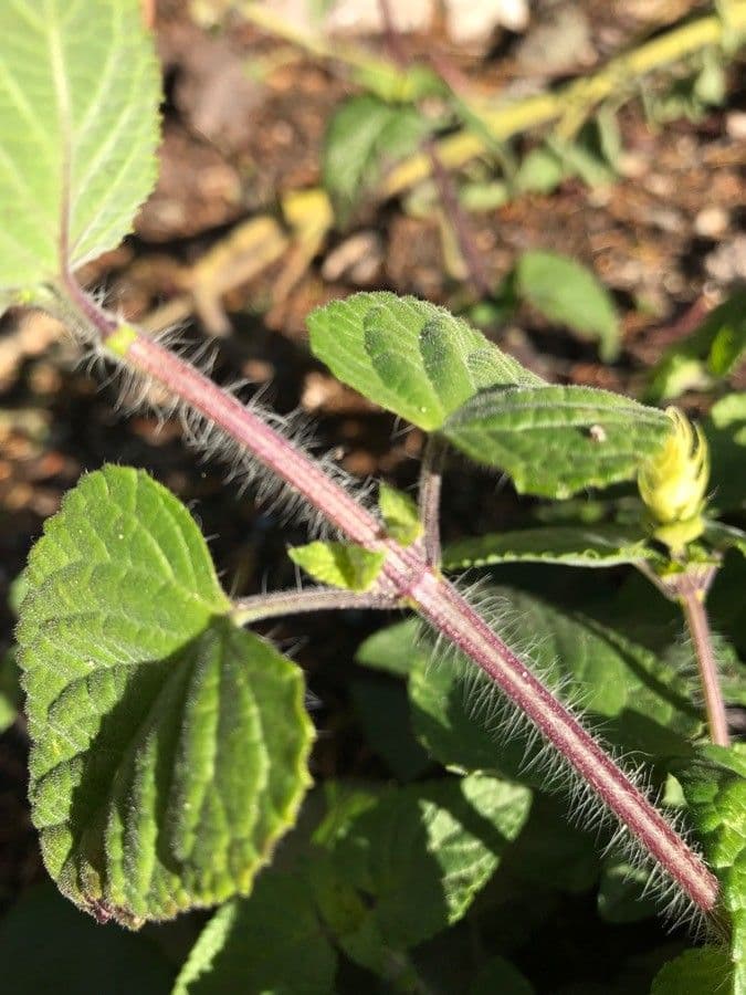 Salvia scarlatta 18