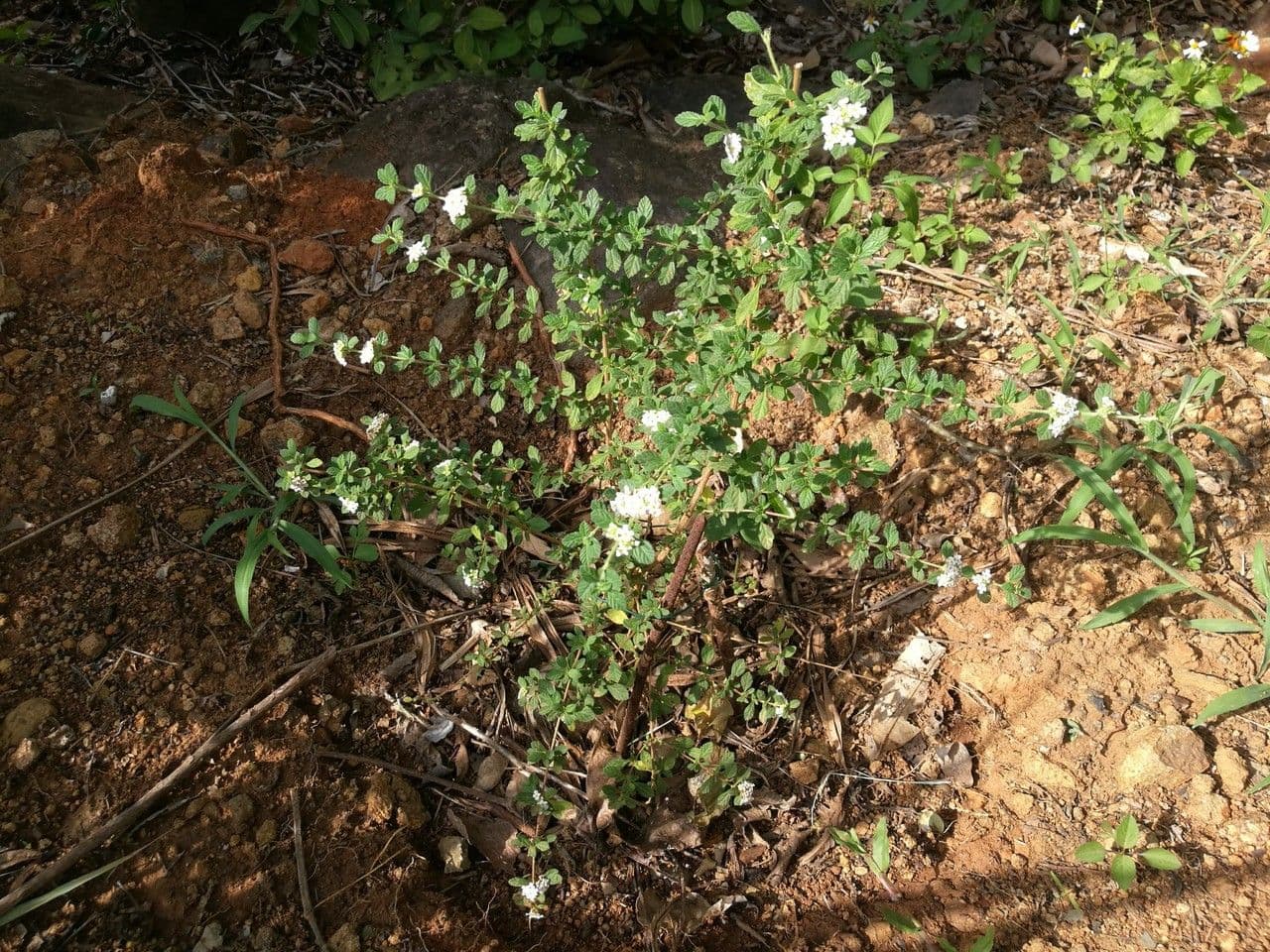 Puerto-Rico-Oregano 10