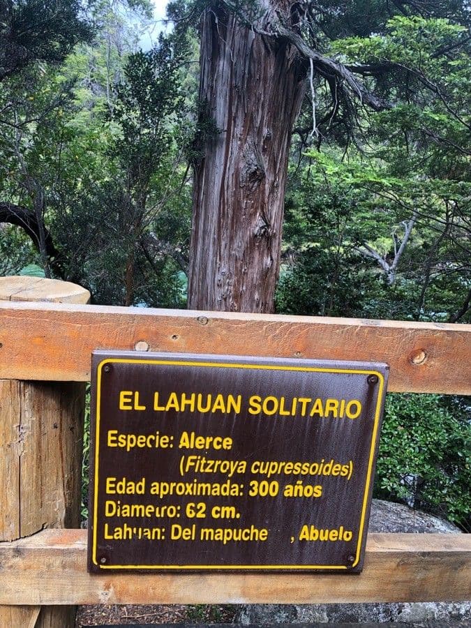 Falso larice del Cile 16