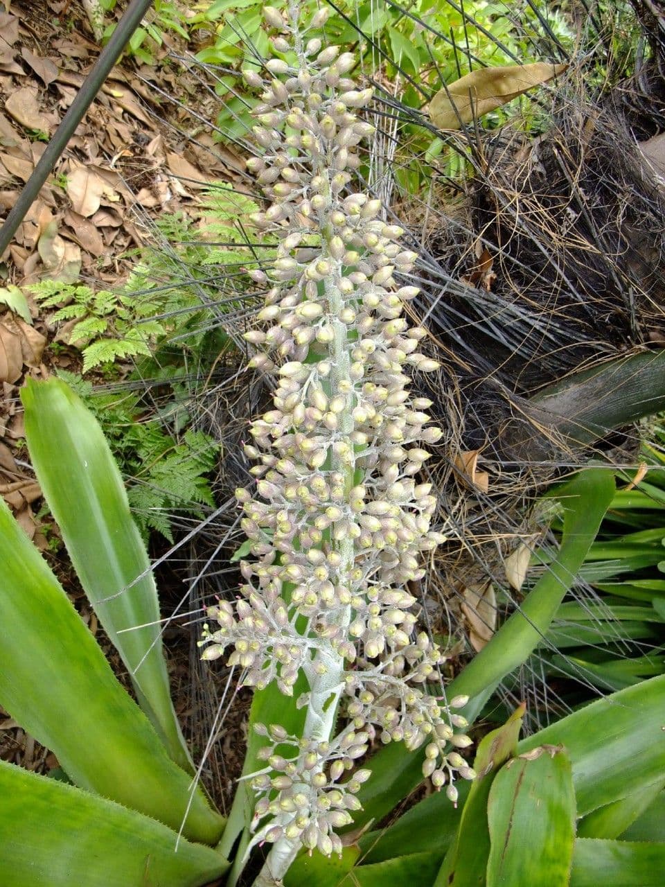 Aechmea 10