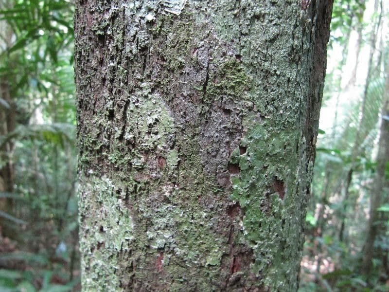 Stachyarrhena 5