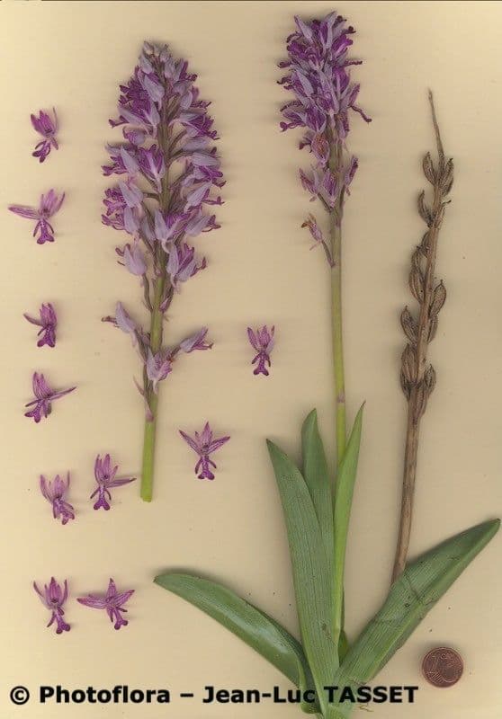 Orchidea militare 19