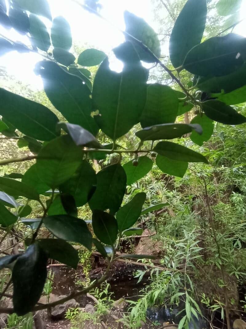 Picconia excelsa 6