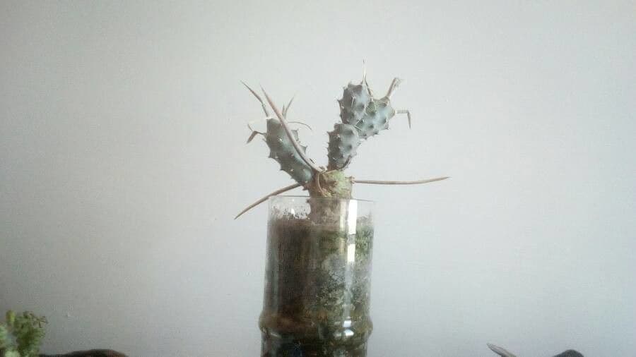 Maihueniopsis 6