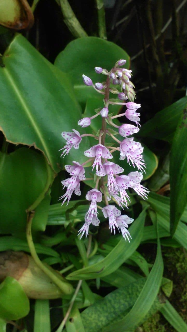 Stenoglottis 2