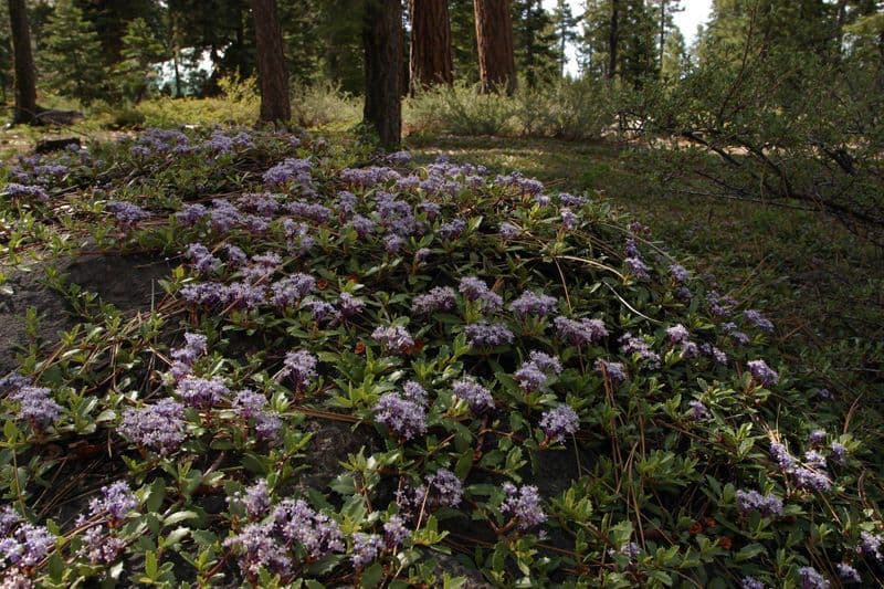 Ceanothus 11