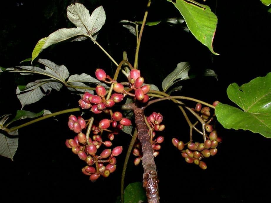 Pourouma bicolor 22