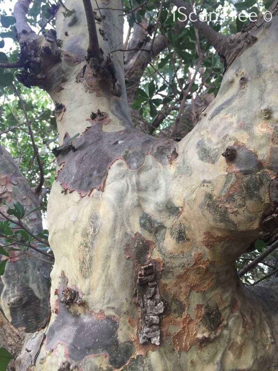 Sterculia 15