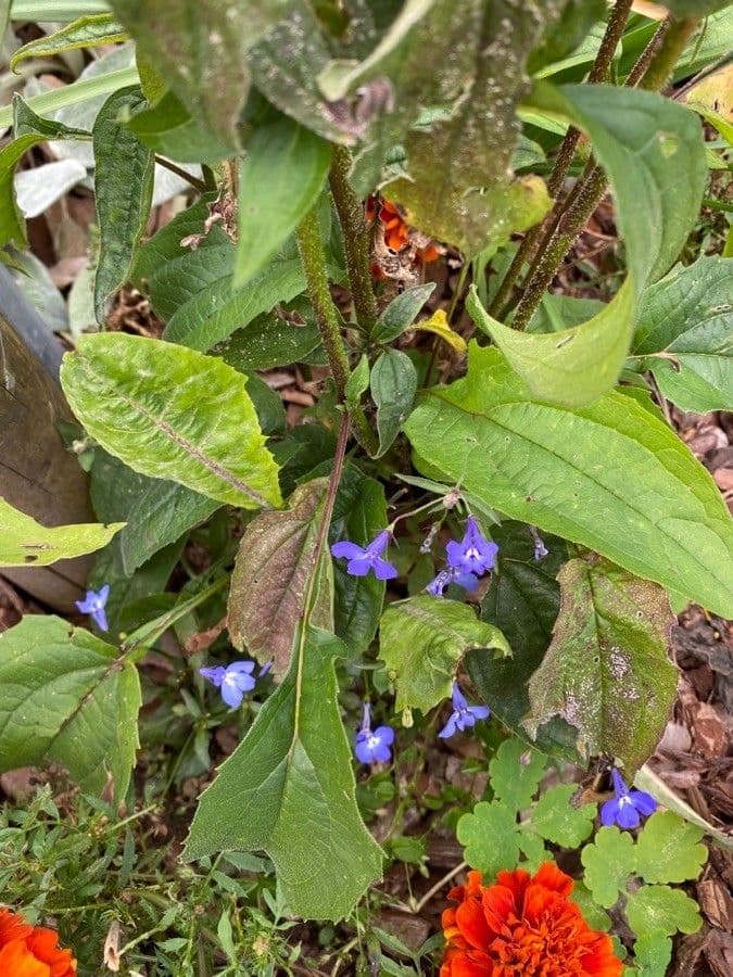 Třapatka purpurová 19