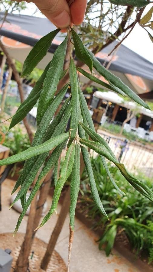Buddleja saligna 10