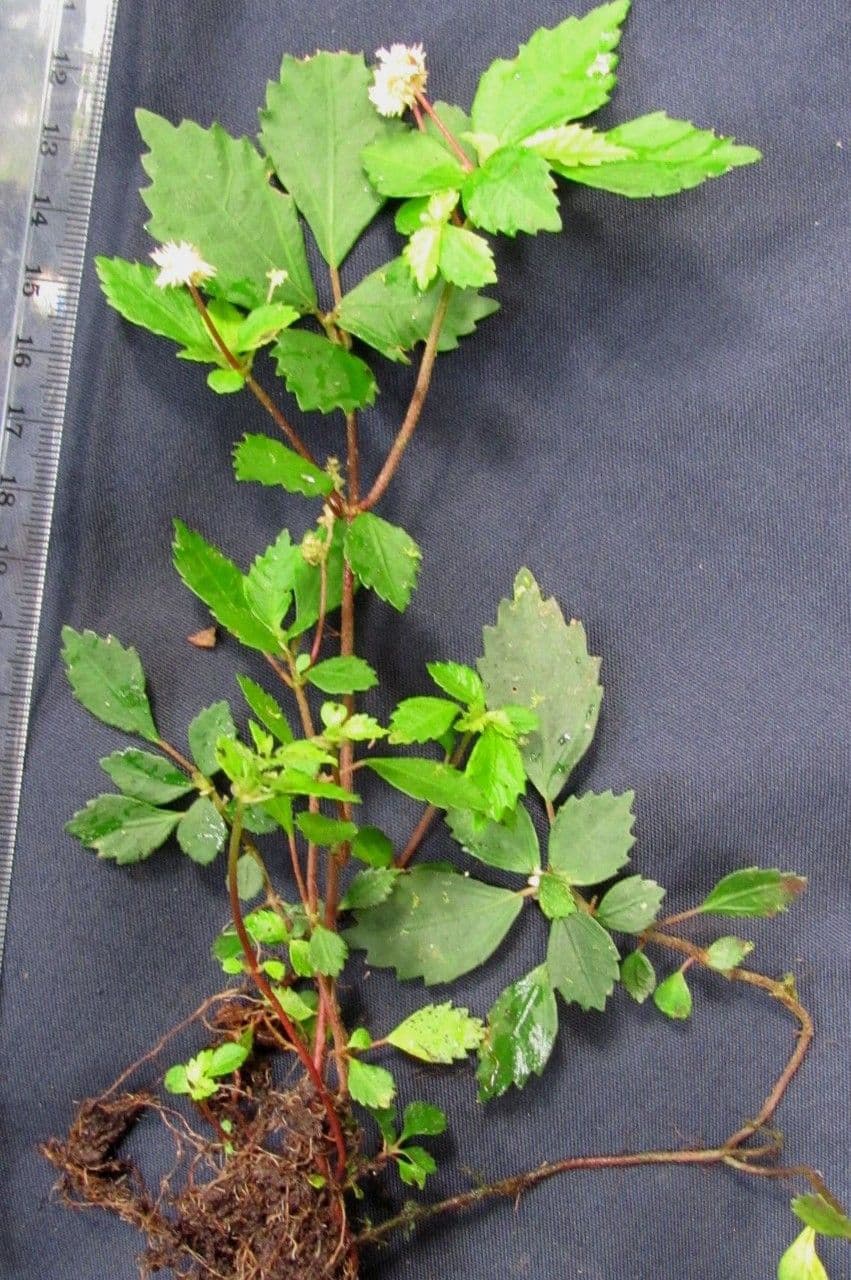 Pilea 7